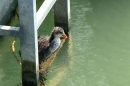 Seehafenfliegen_Lindau-2010_seechat_dePICT0161.JPG