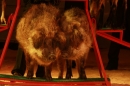 Weihnachtscircus-Ravensburg-2010-Radio7-Drachenkinder-221210-seechat_de-IMG_5672.JPG