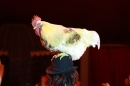 Weihnachtscircus-Ravensburg-2010-Radio7-Drachenkinder-221210-seechat_de-IMG_5691.JPG