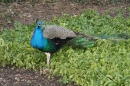 Wilhelma-Zoo-Stuttgart-050211-Bodensee-Community-seechat_de-IMG_8532.JPG