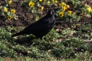 Wilhelma-Zoo-Stuttgart-050211-Bodensee-Community-seechat_de-IMG_8652.JPG