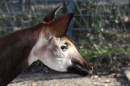 Wilhelma-Zoo-Stuttgart-050211-Bodensee-Community-seechat_de-IMG_8762.JPG