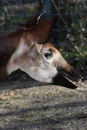 Wilhelma-Zoo-Stuttgart-050211-Bodensee-Community-seechat_de-IMG_8764.JPG