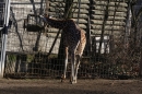 Wilhelma-Zoo-Stuttgart-050211-Bodensee-Community-seechat_de-IMG_8791.JPG