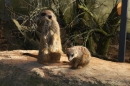 Wilhelma-Zoo-Stuttgart-050211-Bodensee-Community-seechat_de-IMG_8803.JPG