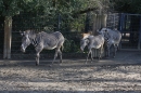 Wilhelma-Zoo-Stuttgart-050211-Bodensee-Community-seechat_de-IMG_8806.JPG