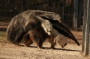 Wilhelma-Zoo-Stuttgart-050211-Bodensee-Community-seechat_de-IMG_8834.JPG