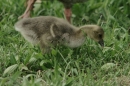 Affenberg-Salem-23042011-Bodensee-Community-SEECHAT_DE-_101.JPG