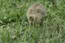 Affenberg-Salem-23042011-Bodensee-Community-SEECHAT_DE-_102.JPG