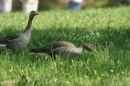 Affenberg-Salem-23042011-Bodensee-Community-SEECHAT_DE-_12.JPG