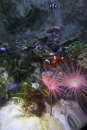 SEA-LIFE-2011-Konstanz-310711-Bodensee-Community-SEECHAT_DE-IMG_2550.JPG