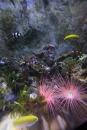 SEA-LIFE-2011-Konstanz-310711-Bodensee-Community-SEECHAT_DE-IMG_2557.JPG