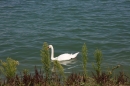 SEA-LIFE-2011-Konstanz-310711-Bodensee-Community-SEECHAT_DE-IMG_2874.JPG