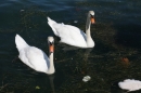 SEA-LIFE-2011-Konstanz-310711-Bodensee-Community-SEECHAT_DE-IMG_2890.JPG