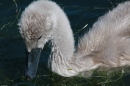 SEA-LIFE-2011-Konstanz-310711-Bodensee-Community-SEECHAT_DE-IMG_2900.JPG