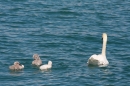 SEA-LIFE-2011-Konstanz-310711-Bodensee-Community-SEECHAT_DE-IMG_2917.JPG