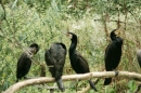 Zoo-Basel-090811-Bodensee-Community-SEECHAT_DE-DSC06009.JPG