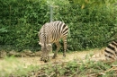 Zoo-Basel-090811-Bodensee-Community-SEECHAT_DE-DSC06013.JPG