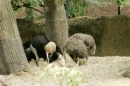 Zoo-Basel-090811-Bodensee-Community-SEECHAT_DE-DSC06014.JPG