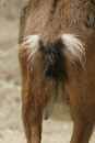 Zoo-Basel-090811-Bodensee-Community-SEECHAT_DE-DSC06028.JPG