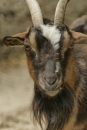 Zoo-Basel-090811-Bodensee-Community-SEECHAT_DE-DSC06029.JPG