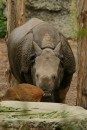 Zoo-Basel-090811-Bodensee-Community-SEECHAT_DE-DSC06091.JPG