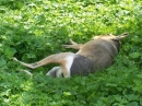 Haustierhof-Reutemuehle-13082011-Bodensee-Community-seechat_de-_100.JPG