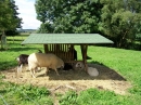 Haustierhof-Reutemuehle-13082011-Bodensee-Community-seechat_de-_113.JPG