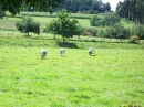 Haustierhof-Reutemuehle-13082011-Bodensee-Community-seechat_de-_117.JPG