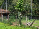 Haustierhof-Reutemuehle-13082011-Bodensee-Community-seechat_de-_136.JPG