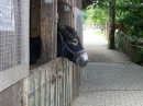 Haustierhof-Reutemuehle-13082011-Bodensee-Community-seechat_de-_14.JPG