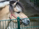 Haustierhof-Reutemuehle-13082011-Bodensee-Community-seechat_de-_20.JPG