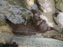 Haustierhof-Reutemuehle-13082011-Bodensee-Community-seechat_de-_52.JPG