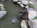 Haustierhof-Reutemuehle-13082011-Bodensee-Community-seechat_de-_54.JPG