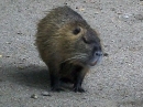 Haustierhof-Reutemuehle-13082011-Bodensee-Community-seechat_de-_67.JPG