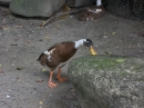 Haustierhof-Reutemuehle-13082011-Bodensee-Community-seechat_de-_68.JPG