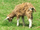 Haustierhof-Reutemuehle-13082011-Bodensee-Community-seechat_de-_78.JPG