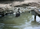 Haustierhof-Reutemuehle-13082011-Bodensee-Community-seechat_de-_87.JPG