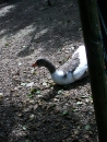 Haustierhof-Reutemuehle-13082011-Bodensee-Community-seechat_de-_94.JPG