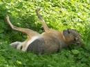 Haustierhof-Reutemuehle-13082011-Bodensee-Community-seechat_de-_99.JPG