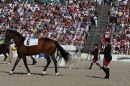 Hengstparade-Marbach-2011-011011-Bodensee-Community-SEECHAT_DE-IMG_0372.JPG