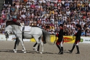 Hengstparade-Marbach-2011-011011-Bodensee-Community-SEECHAT_DE-IMG_0389.JPG