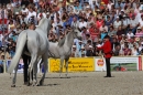 Hengstparade-Marbach-2011-011011-Bodensee-Community-SEECHAT_DE-IMG_0485.JPG