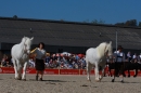 Hengstparade-Marbach-2011-011011-Bodensee-Community-SEECHAT_DE-IMG_0655.JPG