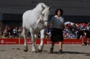 Hengstparade-Marbach-2011-011011-Bodensee-Community-SEECHAT_DE-IMG_0656.JPG