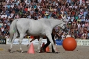 Hengstparade-Marbach-2011-011011-Bodensee-Community-SEECHAT_DE-IMG_0825.JPG