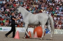 Hengstparade-Marbach-2011-011011-Bodensee-Community-SEECHAT_DE-IMG_0863.JPG