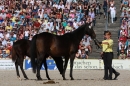 Hengstparade-Marbach-2011-011011-Bodensee-Community-SEECHAT_DE-IMG_1225.JPG