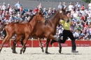 Hengstparade-Marbach-2011-011011-Bodensee-Community-SEECHAT_DE-IMG_1231.JPG