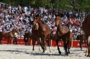 Hengstparade-Marbach-2011-011011-Bodensee-Community-SEECHAT_DE-IMG_1248.JPG